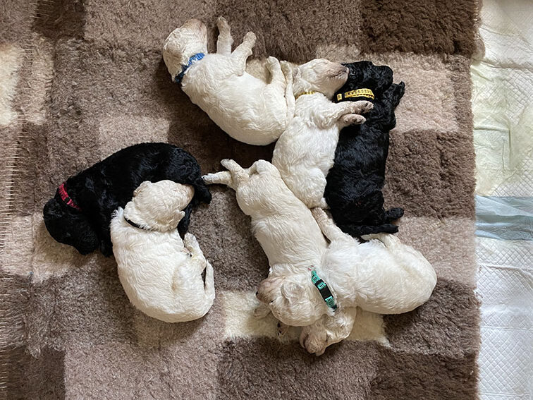 Cane-kuldet 27.04.2023